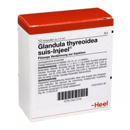 GLANDULA THYREOIDEA suis Injeel ampule, 10 kos